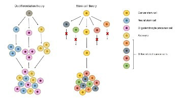 Genetics of glioblastoma