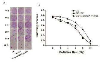 CircRNA_014511 affects the radiosensitivity of bone marrow mesenchymal stem cells by binding to miR-29b-2-5p