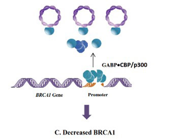 How latent viruses cause breast cancer: An explanation based on the microcompetition model