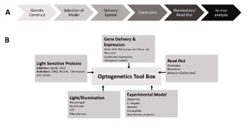 Optogenetics: Therapeutic spark in neuropathic pain