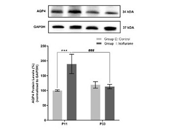 Isoflurane exposure in infant rats acutely increases aquaporin 4 and does not cause neurocognitive impairment