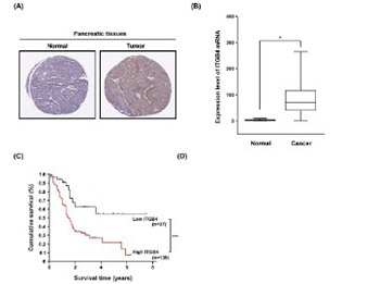 Integrin beta 4 (ITGB4) and its tyrosine-1510 phosphorylation promote pancreatic tumorigenesis and regulate the MEK1-ERK1/2 signaling pathway