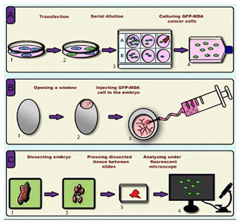 A novel in ovo model to study cancer metastasis using chicken embryos and GFP expressing cancer cells