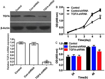 Cisplatin inhibits the proliferation of Saos-2 osteosarcoma cells via the miR-376c/TGFA pathway