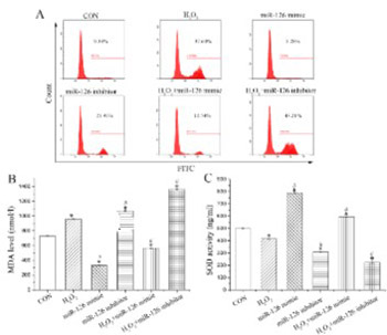 MicroRNA-126 enhances the biological function of endothelial progenitor cells under oxidative stress via PI3K/Akt/GSK-3β and ERK1/2 signaling pathways