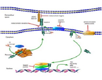 Progress in research on childhood T-cell acute lymphocytic leukemia, Notch1 signaling pathway, and its inhibitors: A review