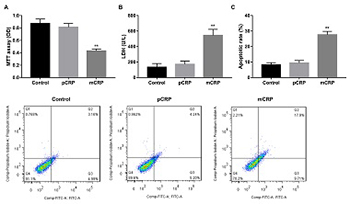 Monomeric C-reactive protein affects cell injury and apoptosis through activation of p38 mitogen-activated protein kinase in human coronary artery endothelial cells