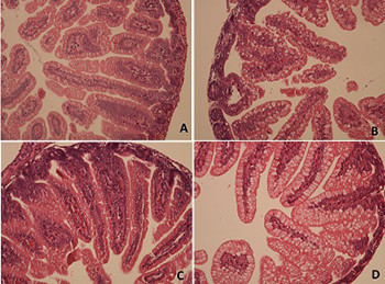 Dose-dependent effects of adalimumab in neonatal rats with hypoxia/reoxygenation-induced intestinal damage