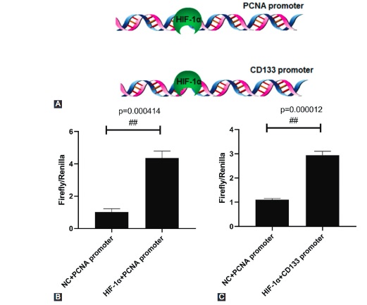 The effect and molecular mechanism of hypoxia on proliferation and apoptosis of CD133+ renal stem cells