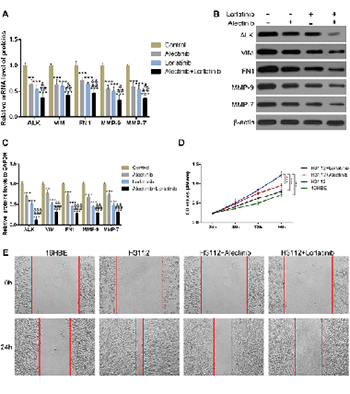 Alectinib and lorlatinib function by modulating EMT-related proteins and MMPs in NSCLC metastasis