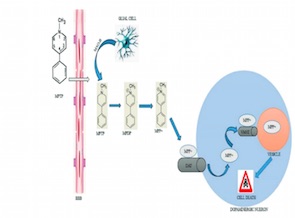 MPTP-induced mouse model of Parkinson’s disease: A promising direction of therapeutic strategies