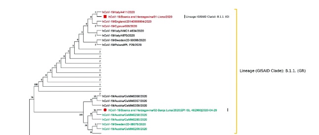Phylogenetic pattern of SARS-CoV-2 from COVID-19 patients from Bosnia and Herzegovina