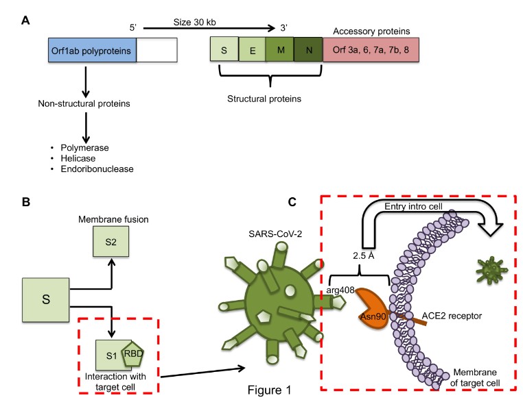 SARS-CoV-2 infection: Understanding the immune system abnormalities to get an adequate diagnosis