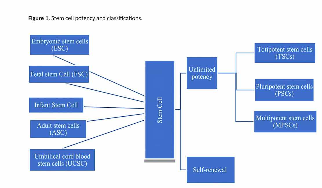 Therapeutic effects of stem cells in different body systems, a novel method that is yet to gain trust: A comprehensive review