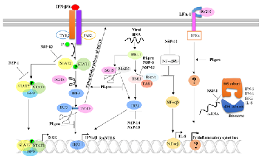 Insight into the emerging role of SARS-CoV-2 nonstructural and accessory proteins in modulation of multiple mechanisms of host innate defense