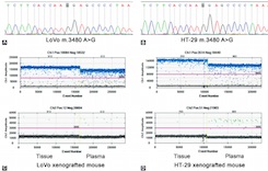 Quantitative detection of circulating MT-ND1 as a potential biomarker for colorectal cancer