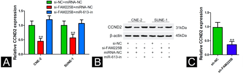 Long noncoding RNA FAM225B facilitates proliferation and metastasis of nasopharyngeal carcinoma cells by regulating miR-613/CCND2 axis