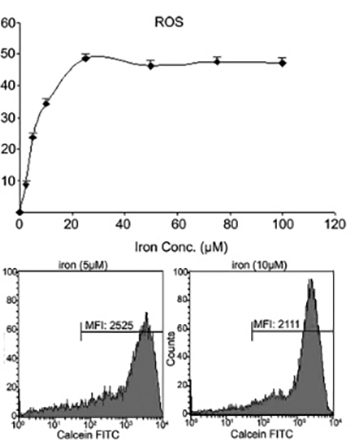 Modulation of iron metabolism by iron chelation regulates intracellular calcium and increases sensitivity to doxorubicin