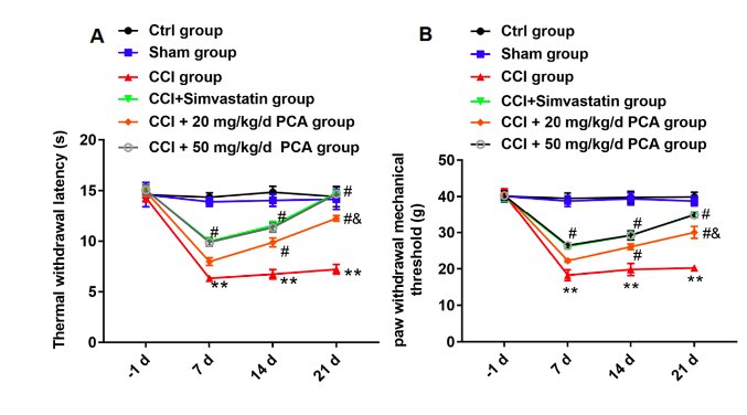 Protocatechuic acid as an inhibitor of the JNK/CXCL1/CXCR2 pathway relieves neuropathic pain in CCI rats
