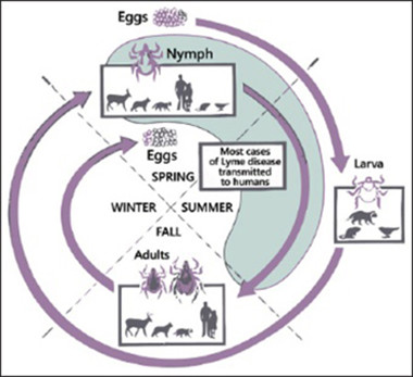 Lyme Borreliosis: Is there a preexisting (natural) variation in antimicrobial susceptibility among Borrelia burgdorferi strains?