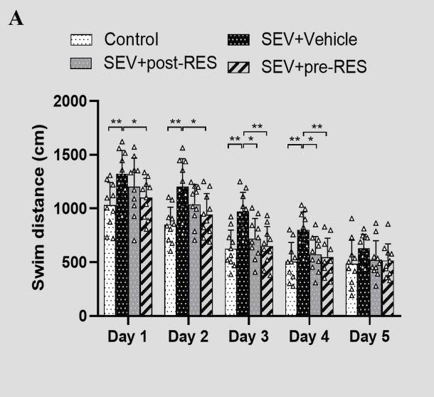 Resveratrol ameliorates neuronal apoptosis and cognitive impairment by activating the SIRT1/RhoA pathway in rats after anesthesia with sevoflurane