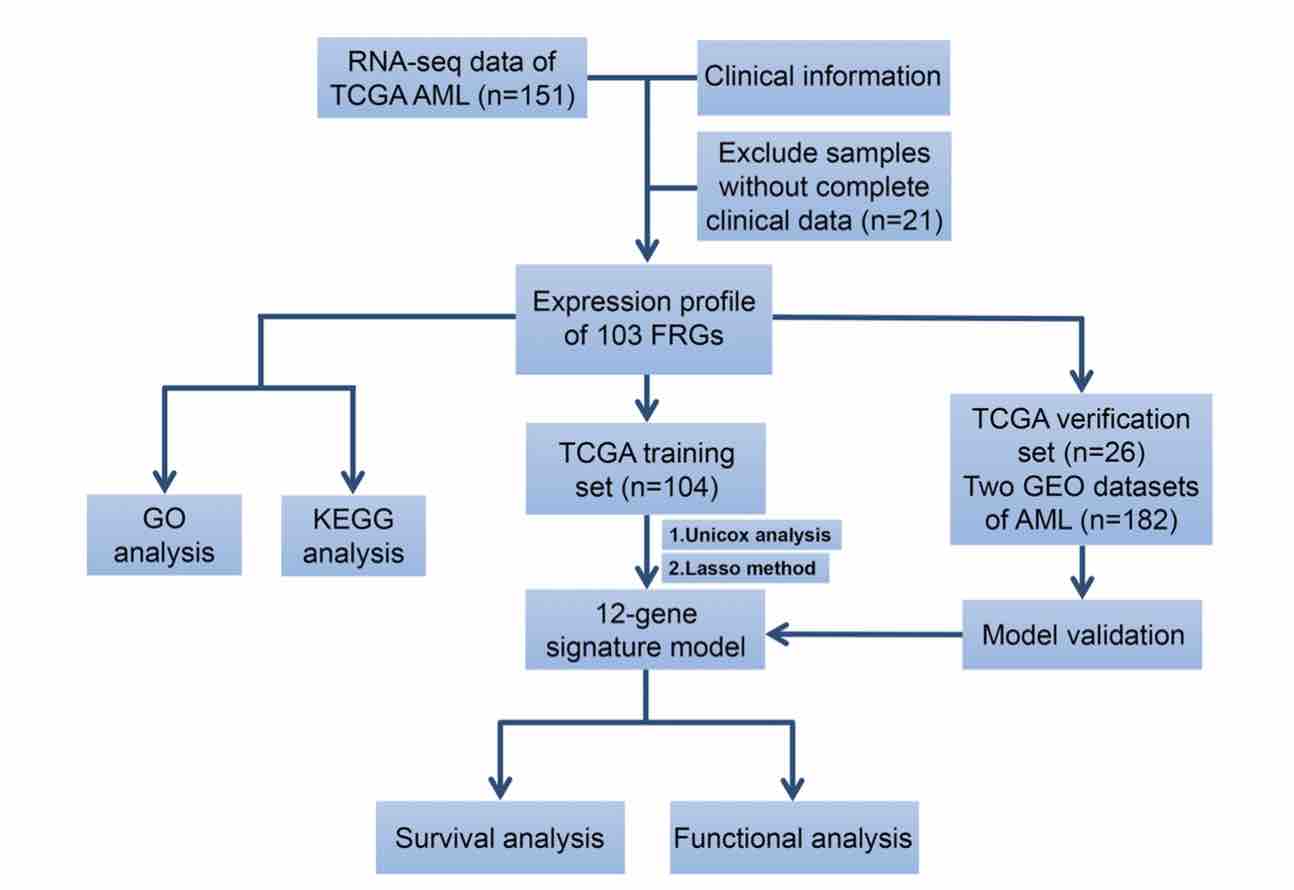 Construction of a novel ferroptosis-related gene signature for predicting prognosis and immune microenvironment in acute myeloid leukemia