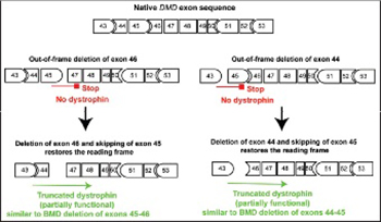 Dystrophin and the two related genetic diseases, Duchenne and Becker muscular dystrophies