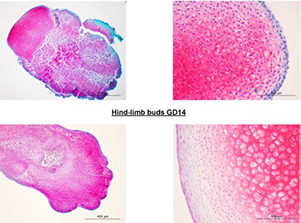 Global DNA methylation and chondrogenesis of rat limb buds in a three-dimensional organ culture system