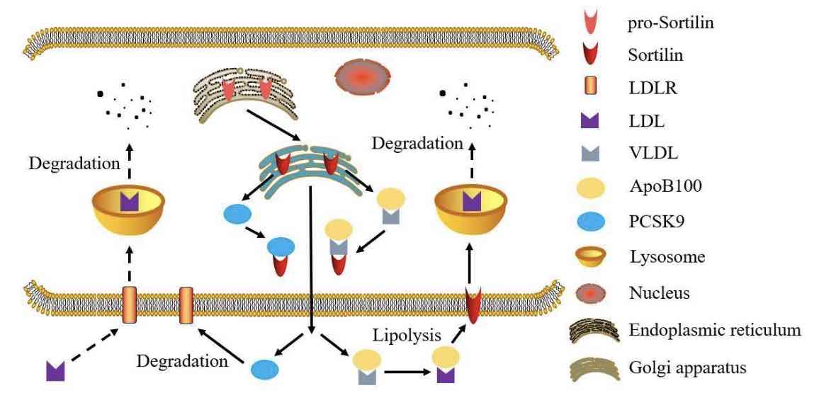 Emerging roles of sortilin in affecting the metabolism of glucose and lipid profiles