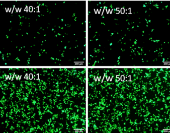 ROS responsive polyethylenimine-based fluorinated polymers for enhanced transfection efficiency and lower cytotoxicity