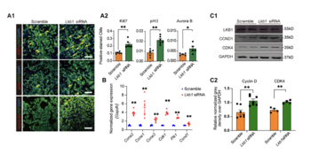 LKB1 suppression promotes cardiomyocyte regeneration via LKB1-AMPK-YAP axis