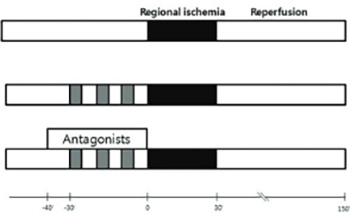 Remifentanil-induced preconditioning has cross-talk with A1 and A2B adenosine receptors in ischemic-reperfused rat heart