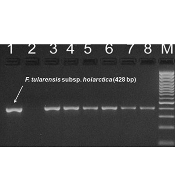 The use of Matrix-assisted laser desorption ionization-time of flight mass spectrometry in the identification of Francisella tularensis