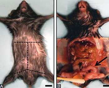 The mouse prostate: a basic anatomical and histological guideline