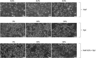 Comprehensive in vitro and in ovo assessment of cytotoxicity: Unraveling the impact of sodium fluoride, xylitol, and their synergistic associations in dental products