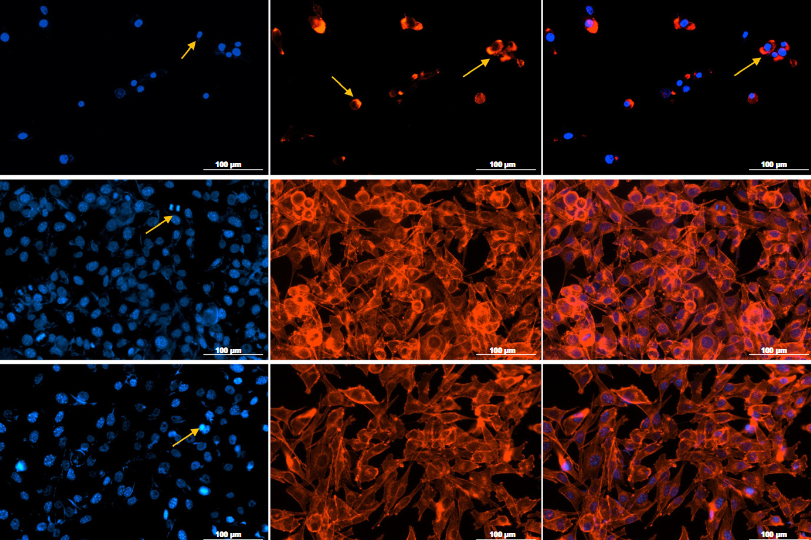 Comprehensive in vitro and in ovo assessment of cytotoxicity: Unraveling the impact of sodium fluoride, xylitol, and their synergistic associations in dental products