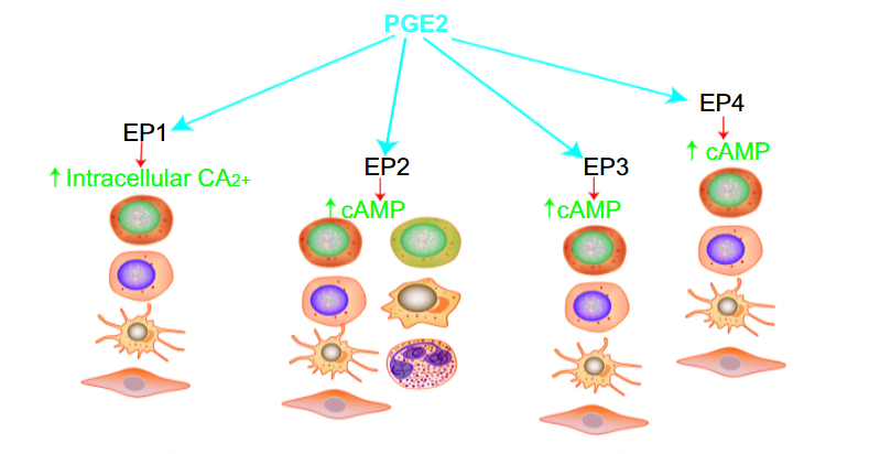 Advances in PGD2/PTGDR2 signaling pathway in tumors