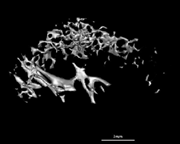 Puerarin alleviates osteoporosis in rats by targeting the JAK2/STAT3 signaling pathway