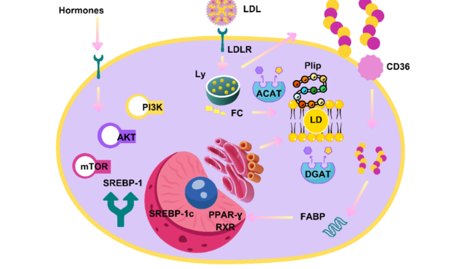 Metabolic dysregulation in obese women and the carcinogenesis of gynecological tumors: A review