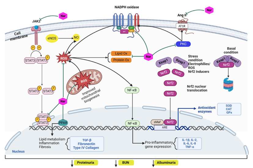 Naringenin – a potential nephroprotective agent for diabetic kidney disease: A comprehensive review of scientific evidence