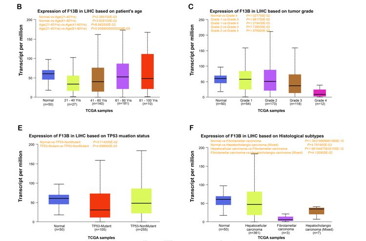 F13B regulates angiogenesis and tumor progression in hepatocellular carcinoma via the HIF-1α/VEGF pathway