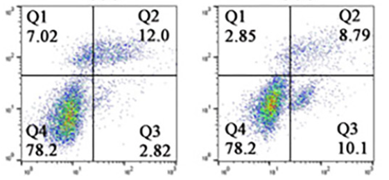 Salidroside exerts anti-tumor effects in ovarian cancer by inhibiting STAT3/c-Myc pathway-mediated glycolysis