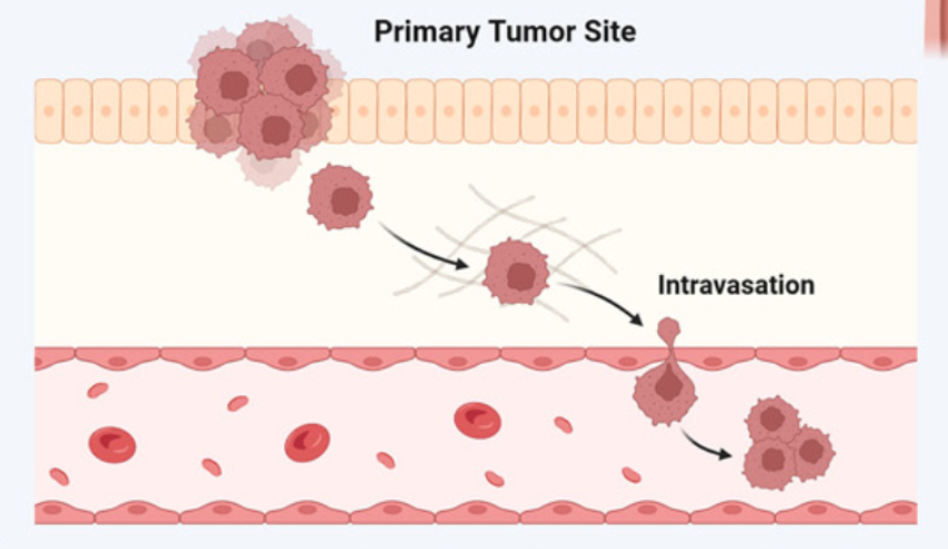 Exploring the therapeutic potential of diterpenes in gastric cancer: Mechanisms, efficacy, and clinical prospects