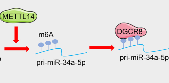 Regulatory role and molecular mechanism of METTL14 in vascular endothelial cell injury in preeclampsia