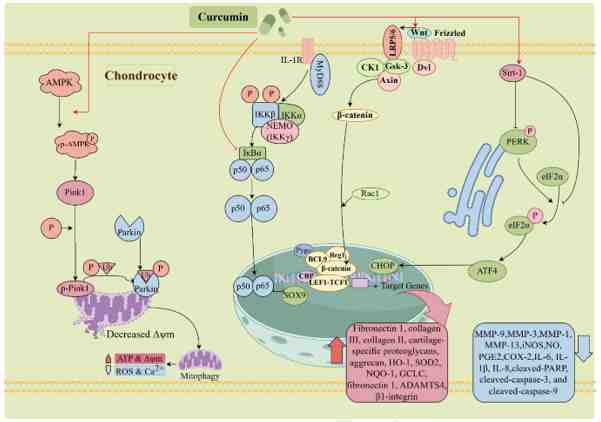 Efficacy and mechanisms of curcumin in the treatment of osteoarthritis: A scoping review