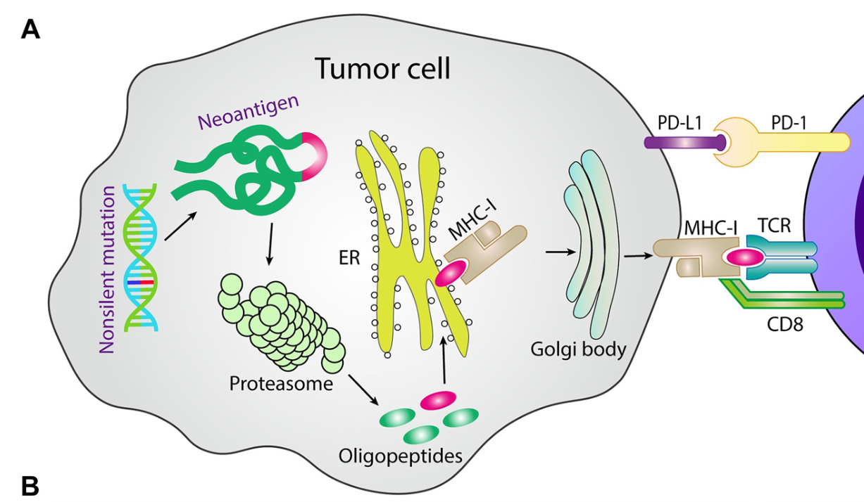 The MHC-I-dependent neoantigen presentation pathway predicts response rate to PD-1/PD-L1 blockade