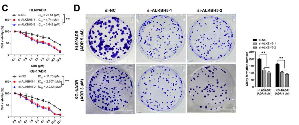 ALKBH5 modulates m6A modification to enhance acute myeloid leukemia resistance to adriamycin