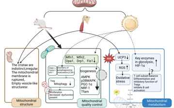 Mitochondrial dysfunction in myasthenia gravis: Exploring directions for future immunotherapy? A review