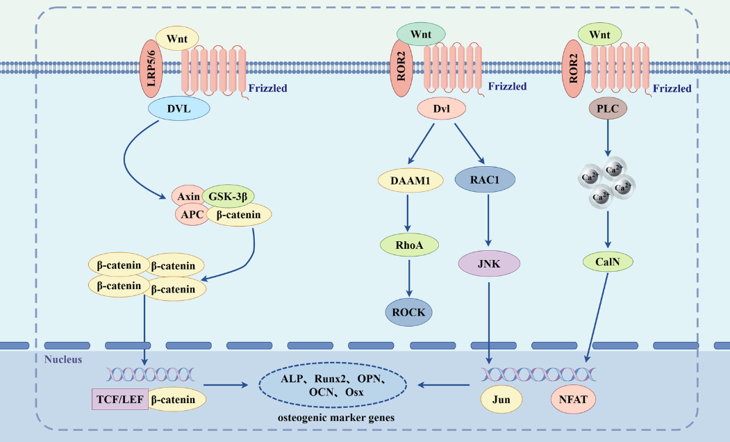 Inhibitors of the Wnt pathway in osteoporosis: Mechanisms of action and potential as therapeutic targets