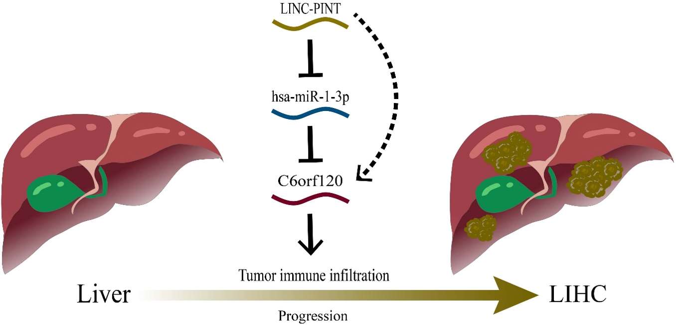 Bioinformatics analysis and experimental validation of C6orf120 as a potential prognostic marker and therapeutic target for liver hepatocellular carcinoma